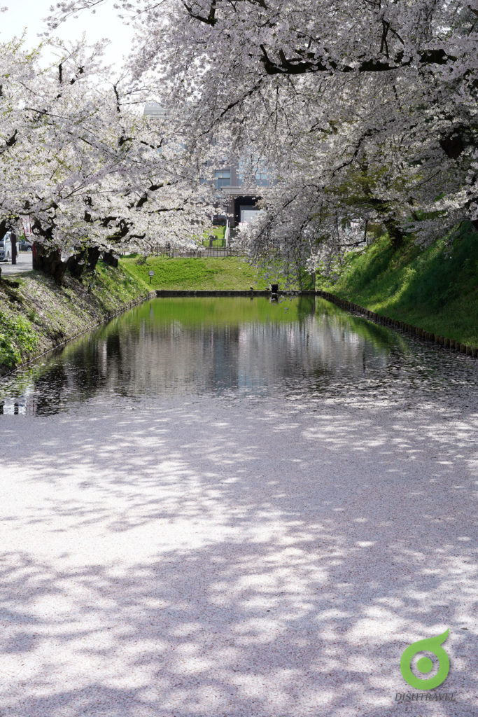弘前公園 櫻花