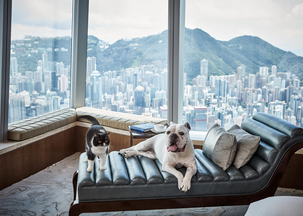 香港 酒店 寵物  Staycation